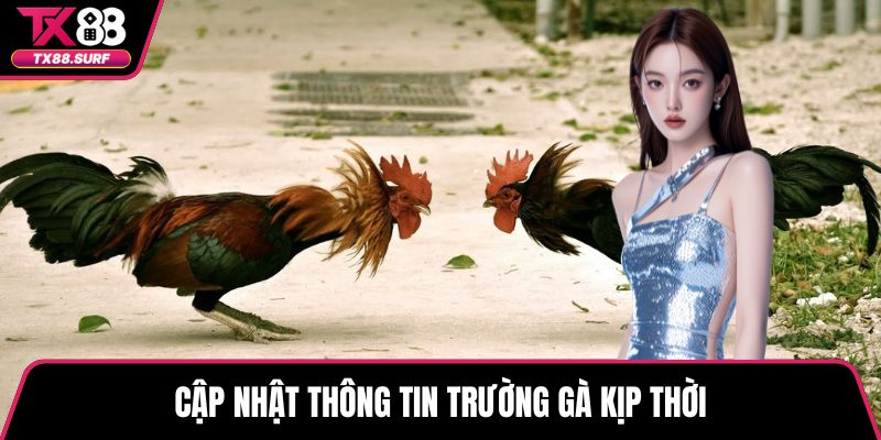Cập nhật thông tin trường gà kịp thời
